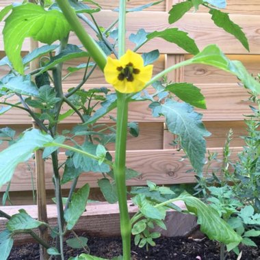 Adrian's garden