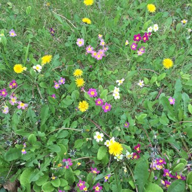 Adrian's garden