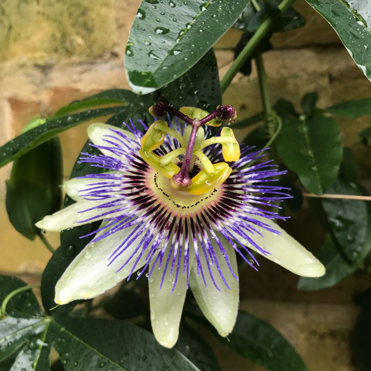 plant image 833265