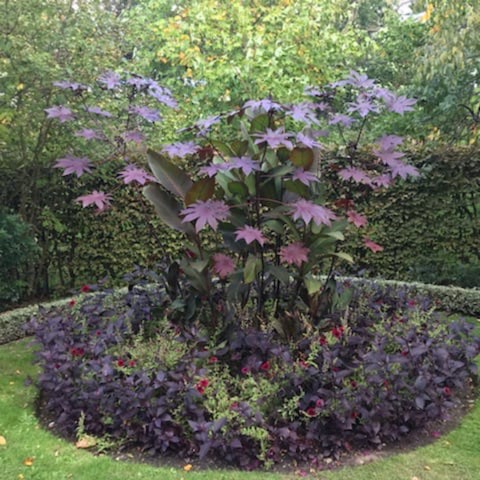 plant image 876805