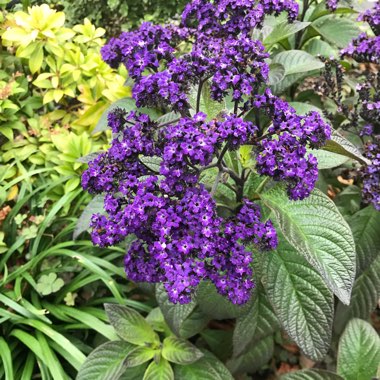 Adrian's garden