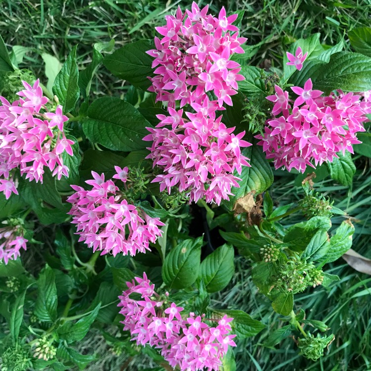 plant image 477942