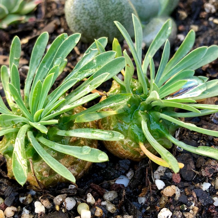 Plant image Euphorbia x japonica syn. Euphorbia cv. Cocklebur