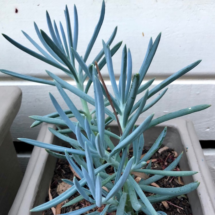plant image 721039