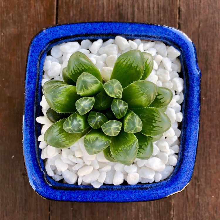 plant image 725431