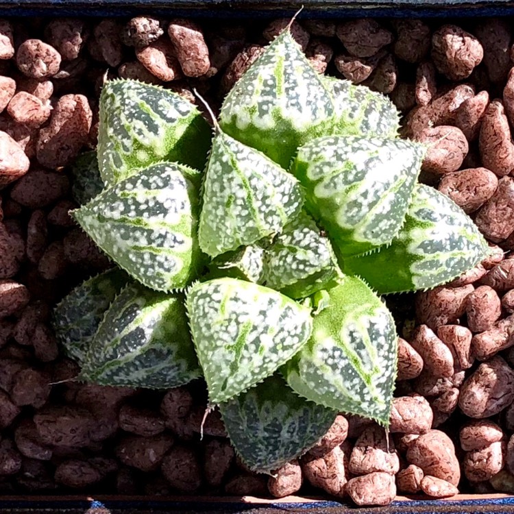 Plant image Haworthia emelyae 'Snow Scene'