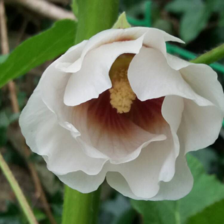 plant image 469474