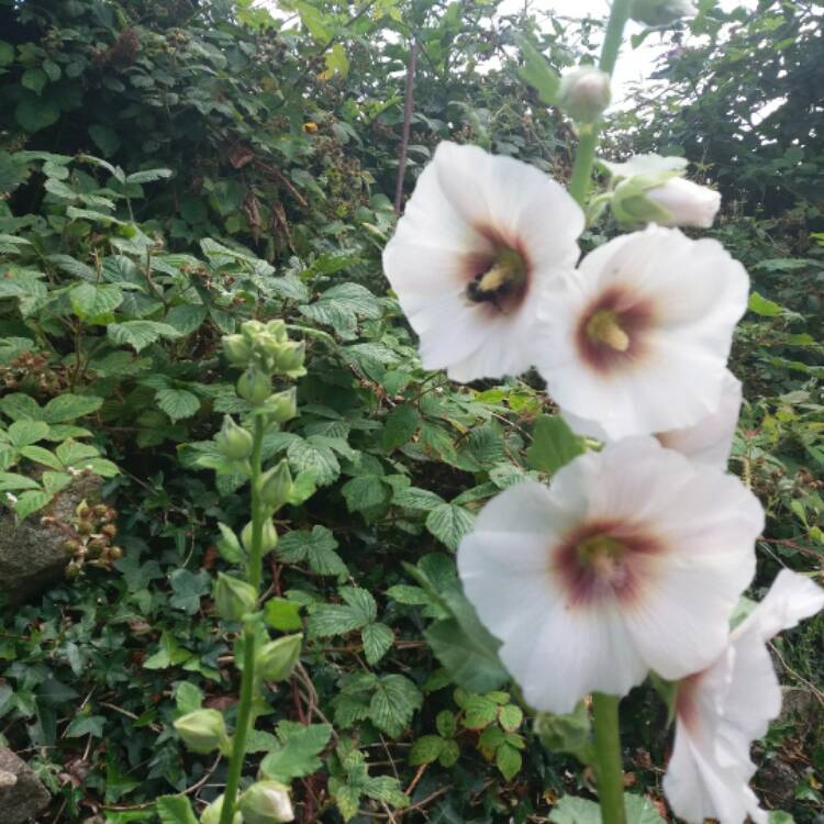 plant image 489235
