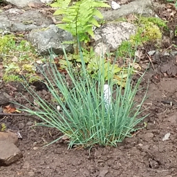 Plant image Koeleria Glauca