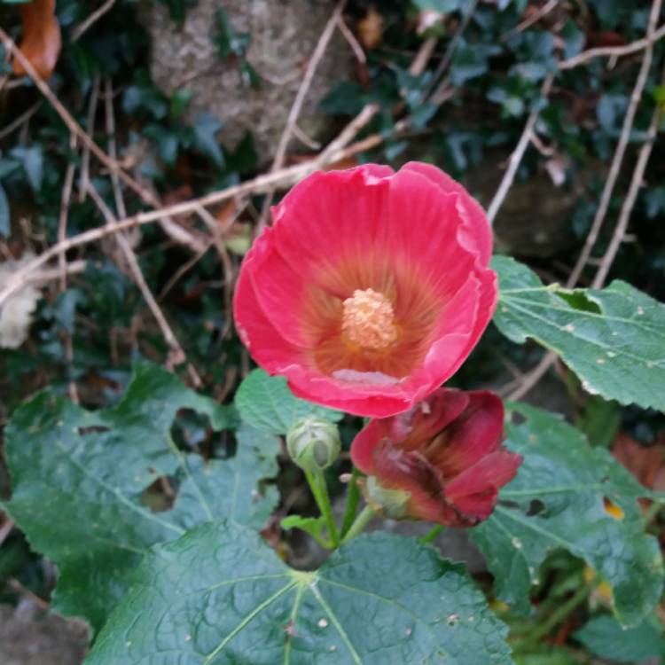Plant image Alcea rosea 'Good Golly Miss Holly'