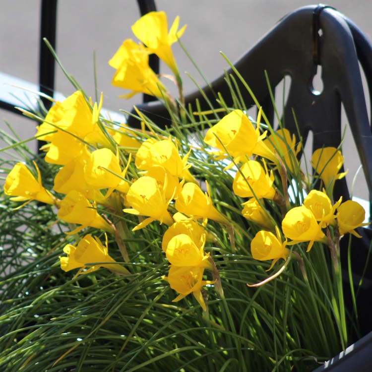 Plant image Narcissus bulbocodium 'Golden Bells Group' syn. Narcissus bulbocodium 'Golden Bells', Narcissus 'Golden Bells', Narcissus 'Silvania'