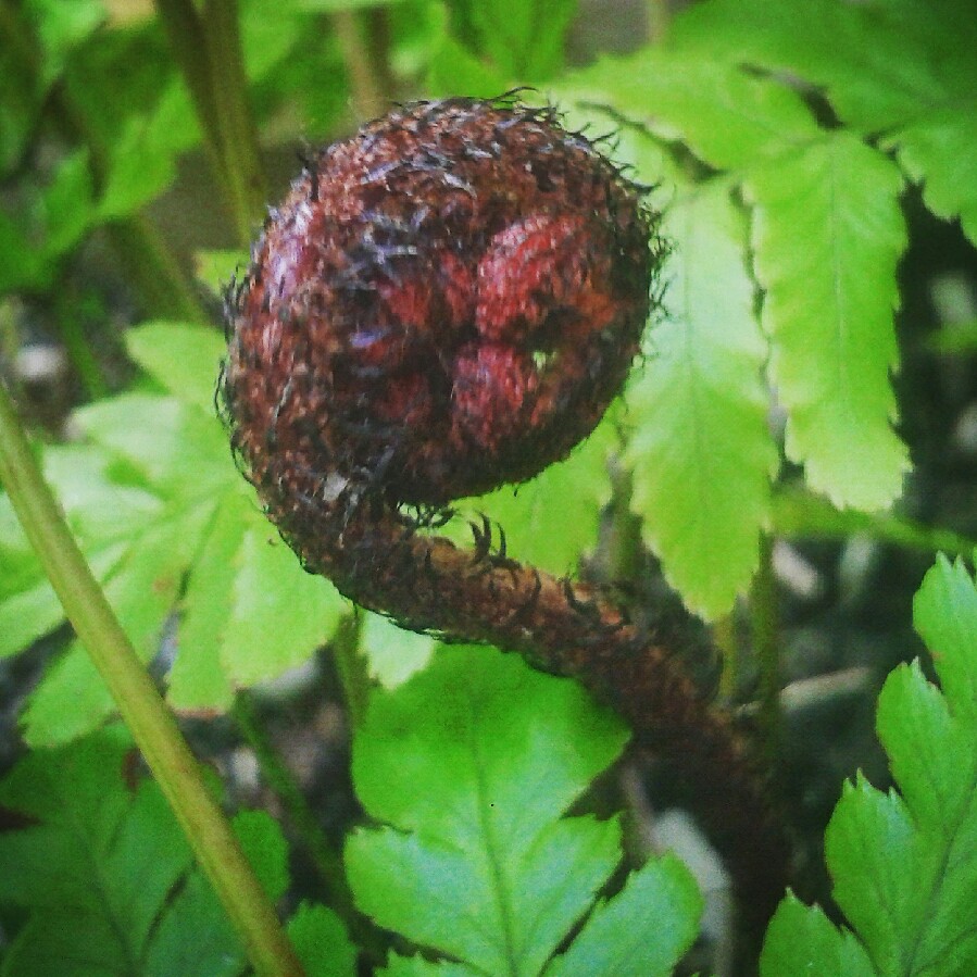 Dryopteris Erythrosora