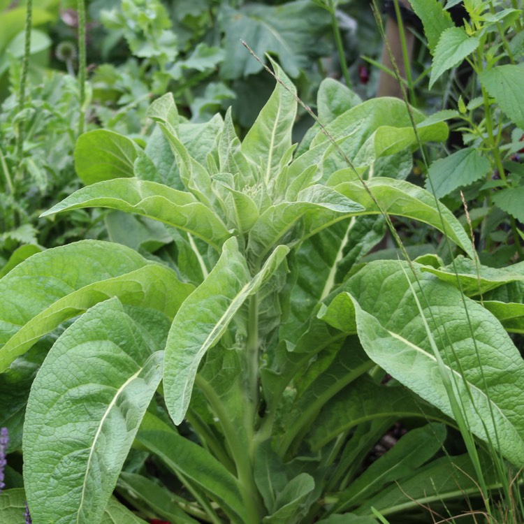 plant image 1113819 plant image 1113819