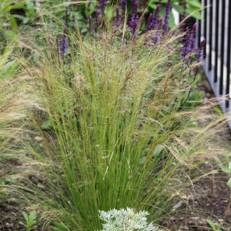 Plant image Nassella tenuissima syn. Stipa tenuissima