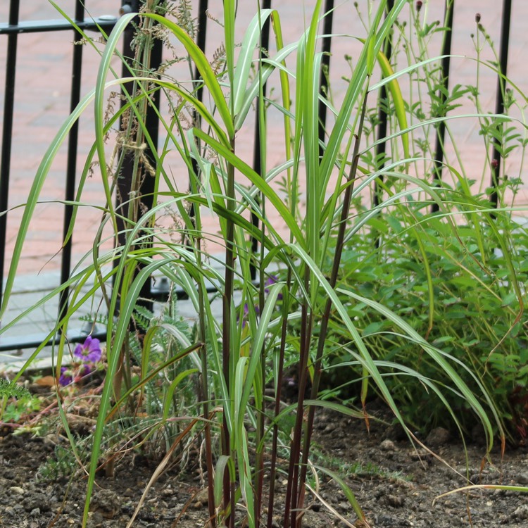 plant image 1113829