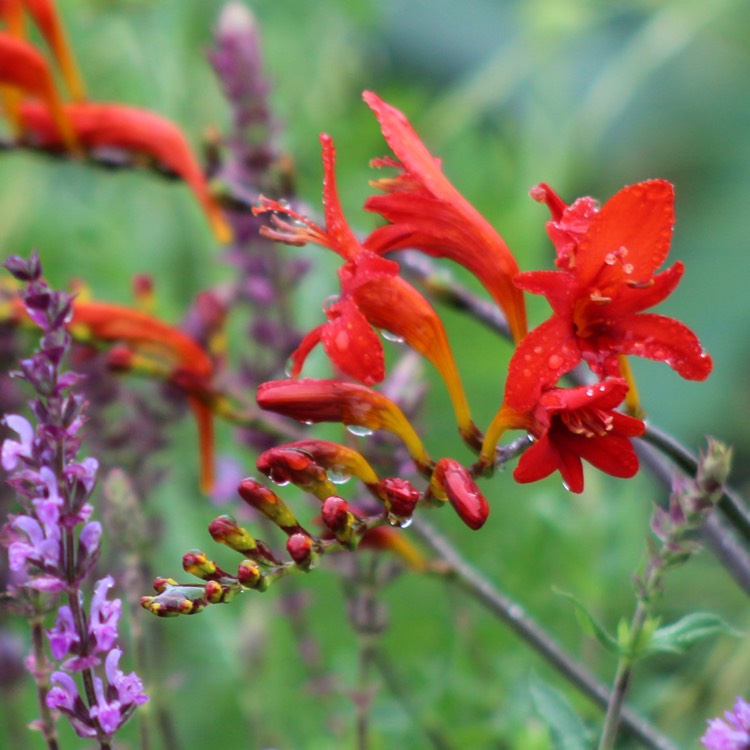 plant image 1127738 plant image 1127738