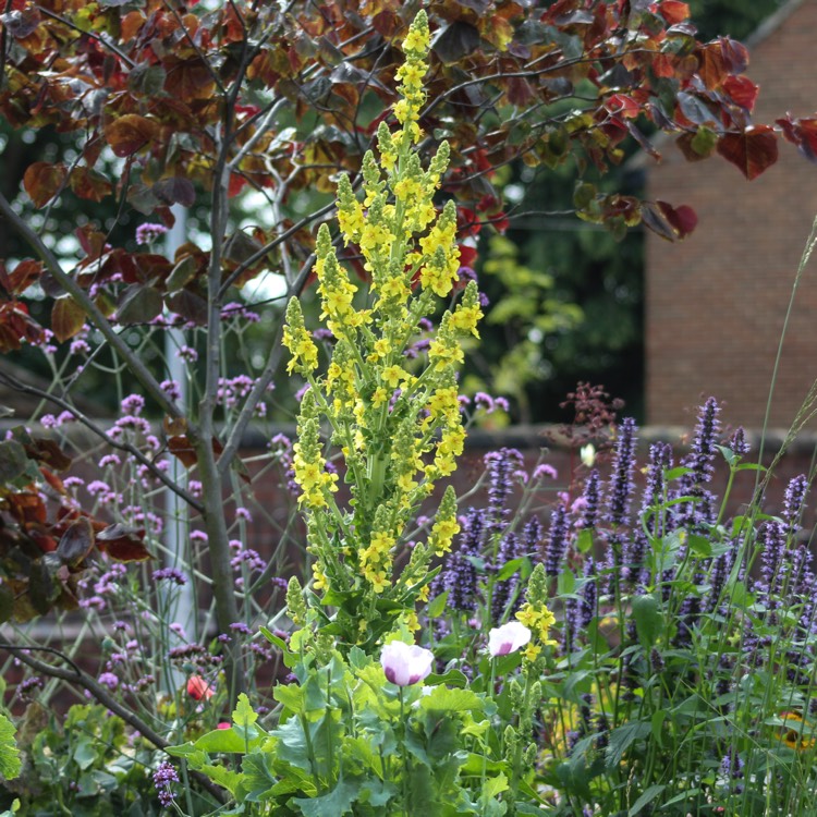 plant image 1135887 plant image 1135887