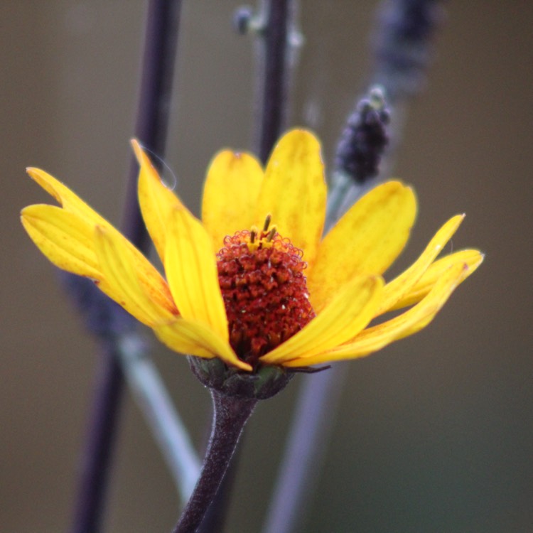 Plant image Heliopsis