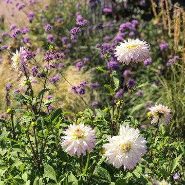 Dahlia 'Crazy Love'
