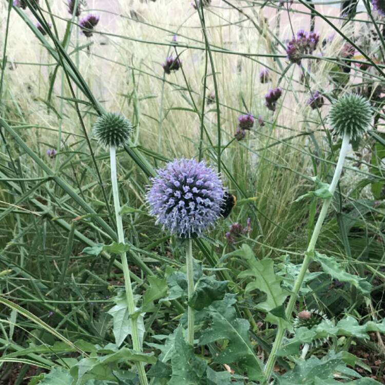 plant image 1179535 plant image 1179535