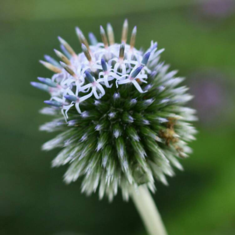 plant image 1184089 plant image 1184089