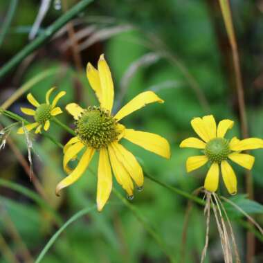 Rudbeckia laciniata 'Goldquelle'