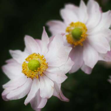Anemone x hybrida 'Pocahontas' (Fantasy Series)