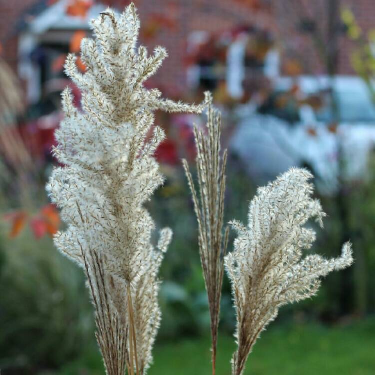 Plant image Miscanthus sinensis 'Malepartus'