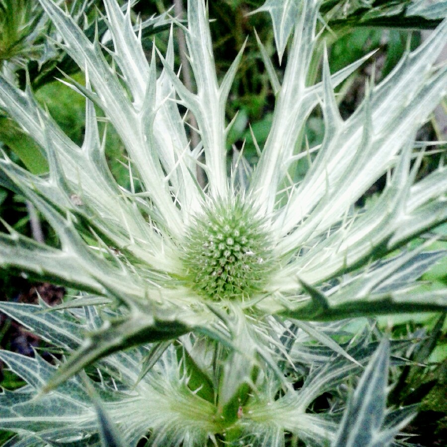 Eryngium x zabelii 'Big Blue'