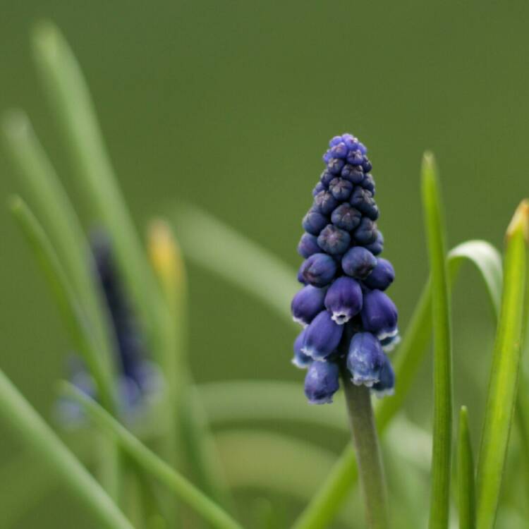 plant image 1246920