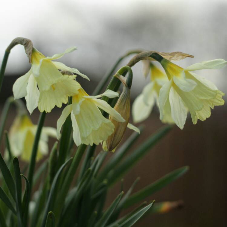 plant image 1246924