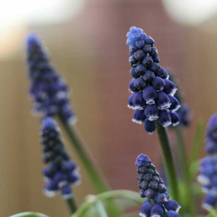plant image 1252944