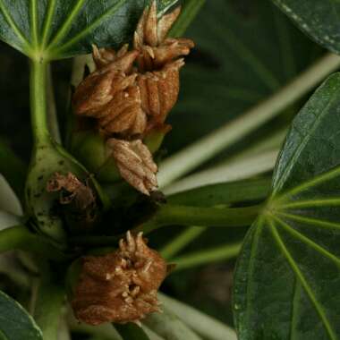 Fatsia japonica 'Spider's Web'