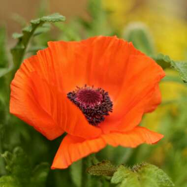 Papaver orientale