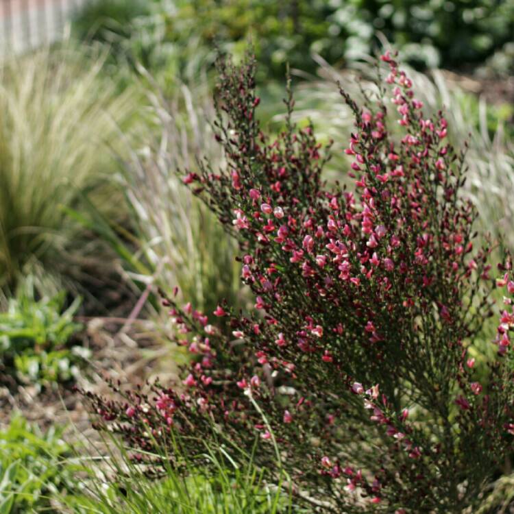 plant image 1276108