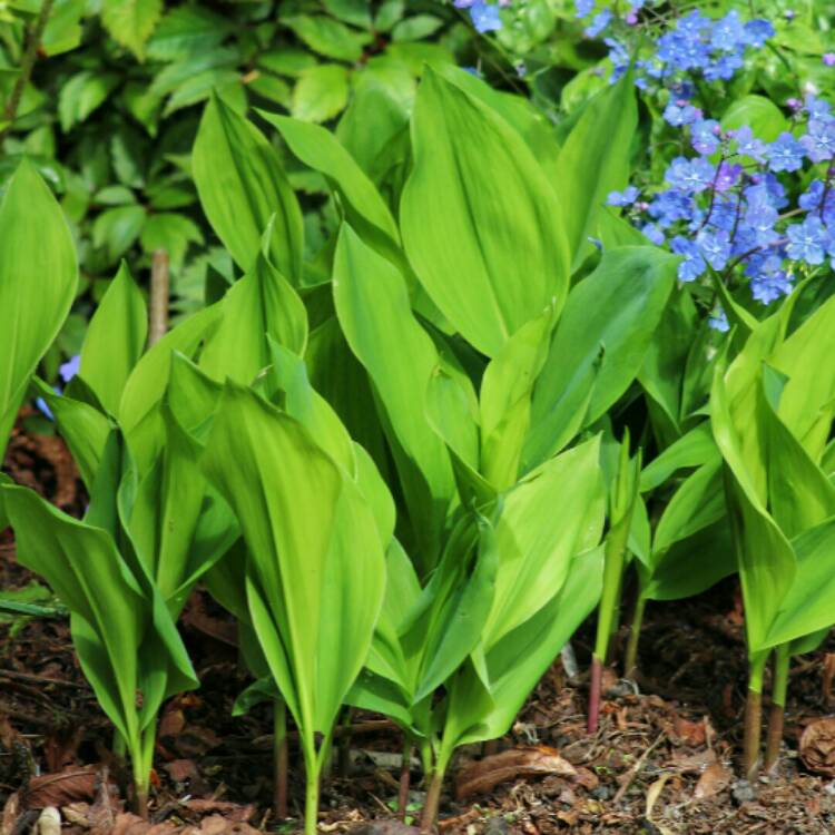 Plant image Convallaria majalis