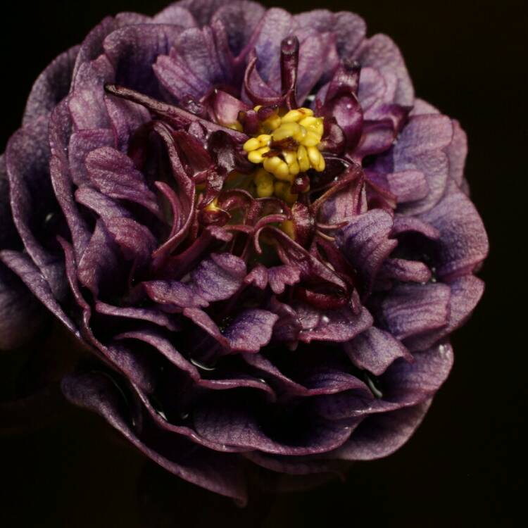 plant image 1285413 plant image 1285413