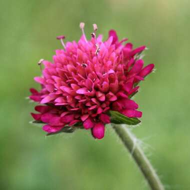 Knautia macedonica 'Melton Pastels'