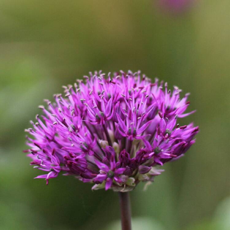 plant image 1291081 plant image 1291081
