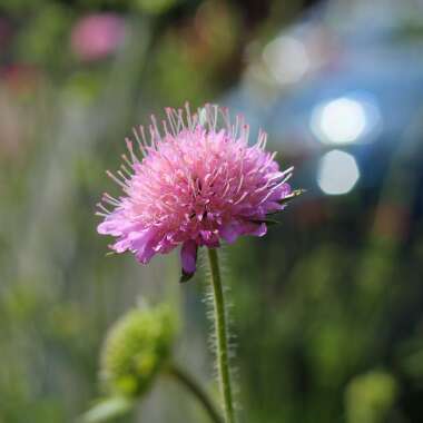 Knautia macedonica 'Melton Pastels'
