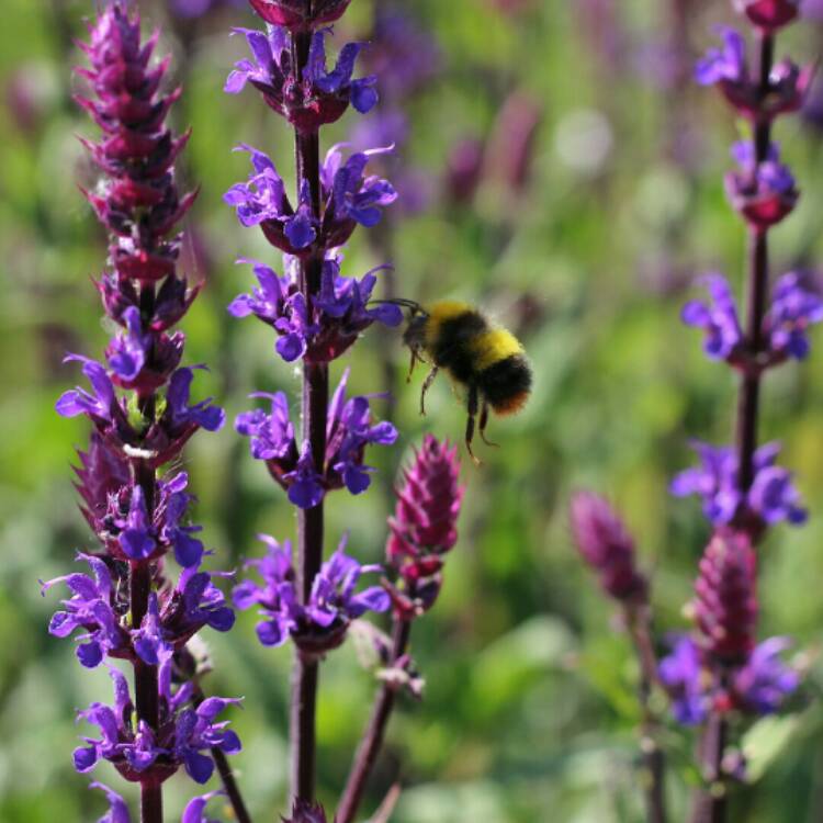 plant image 1305591 plant image 1305591