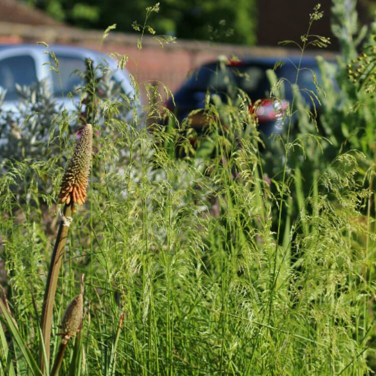 plant image 1313432 plant image 1313432