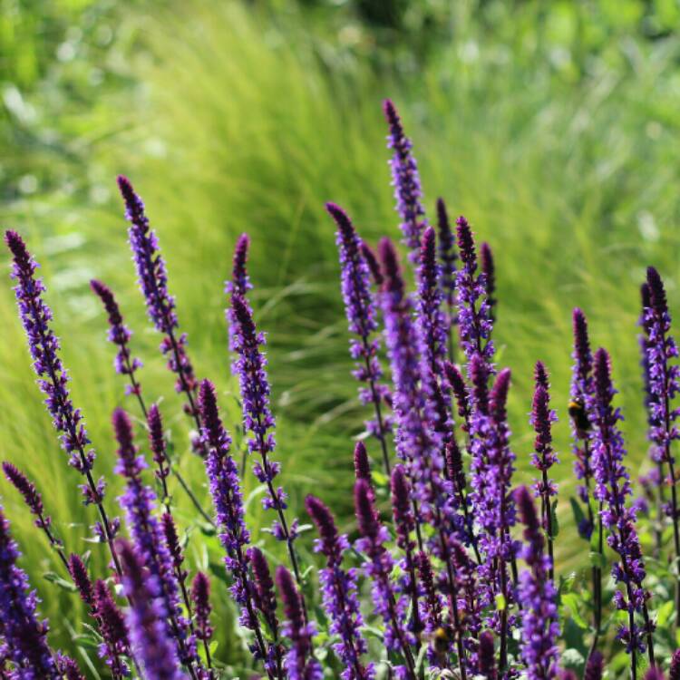 plant image 1313449 plant image 1313449