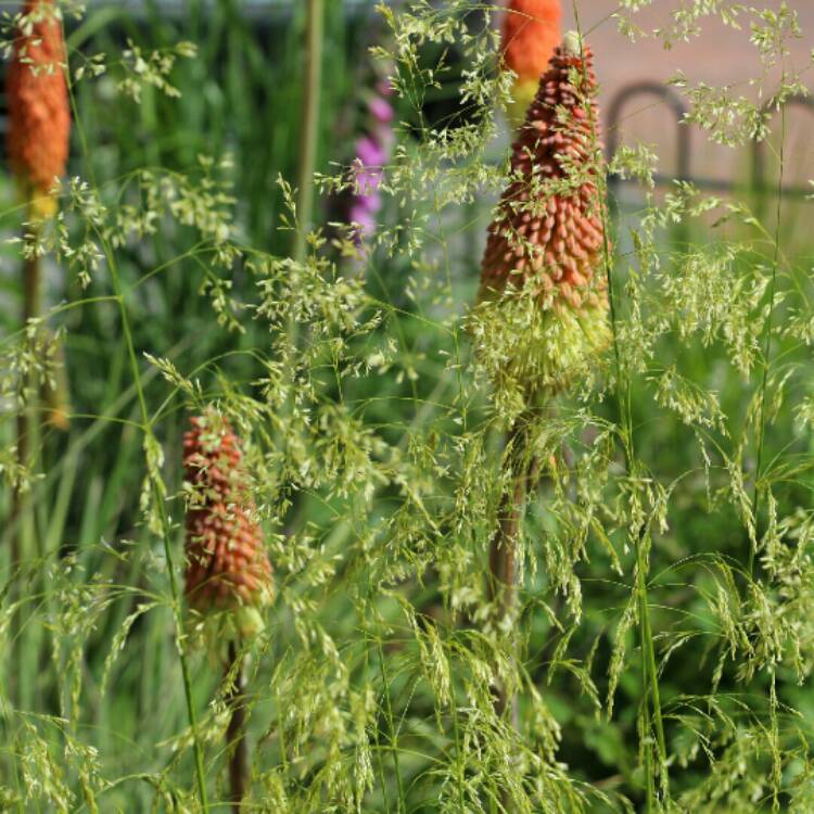 plant image 1318611 plant image 1318611