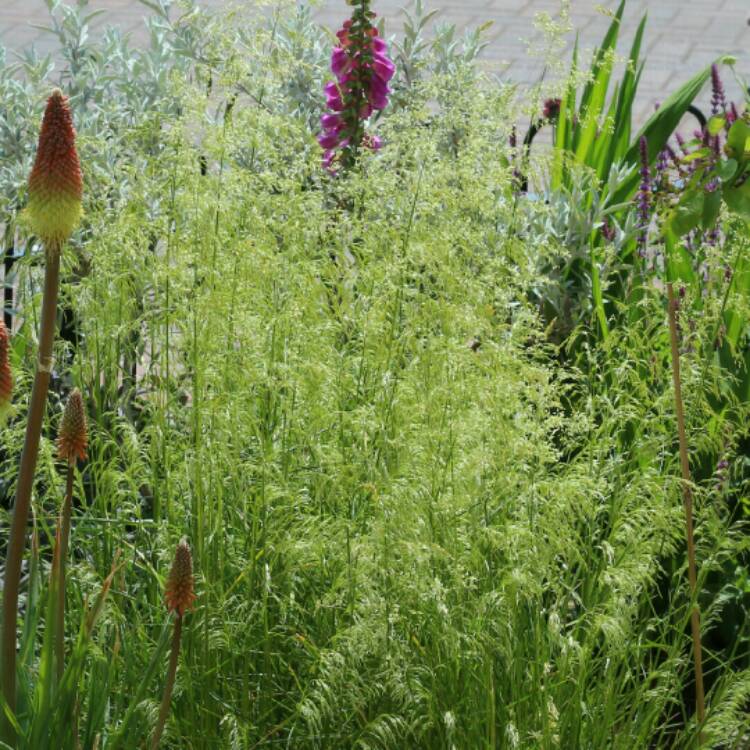 plant image 1318616 plant image 1318616