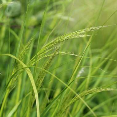 Stipa Calamagrostis