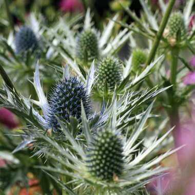 Eryngium x zabelii 'Big Blue'