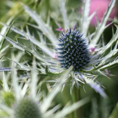 Eryngium x zabelii 'Big Blue'