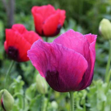 Papaver somniferum