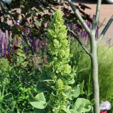 Verbascum olympicum